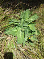 Imagem de Sonchus kirkii B. G. Hamlin