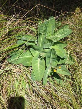 Image of Sonchus kirkii B. G. Hamlin