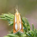 Image of Catoptria conchella Schiffermüller 1775