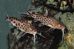 Image of Synodontis grandiops Wright & Page 2006