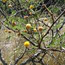 Imagem de Vachellia farnesiana (L.) Wight & Arn.