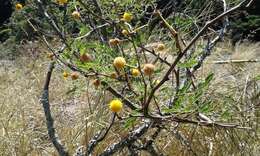 Слика од Vachellia farnesiana (L.) Wight & Arn.