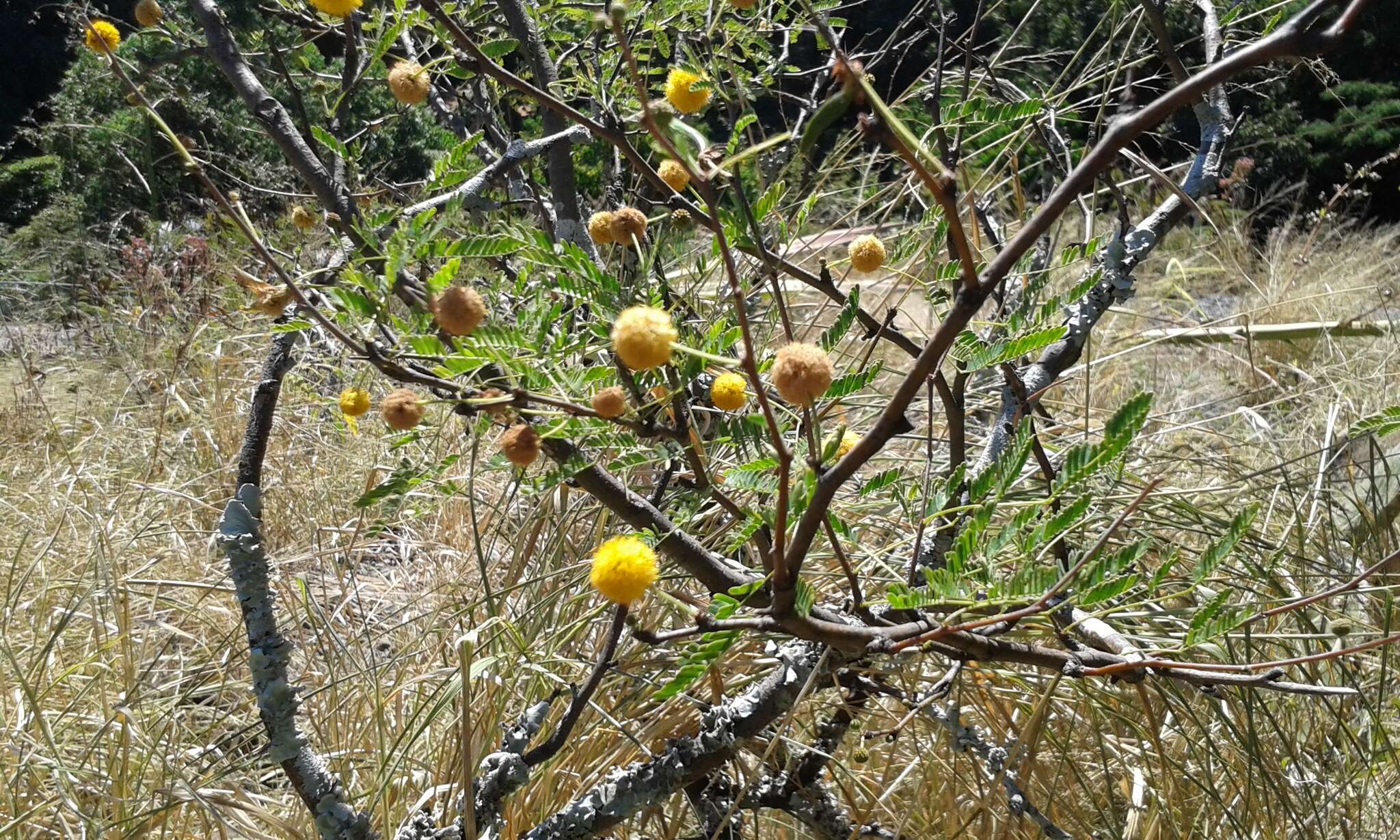 Image of Mealy False Acacia