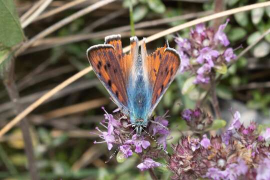 Image of Lycaena alciphron gordius