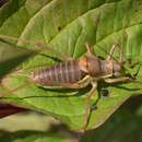 Image of saddle-backed bush-cricket