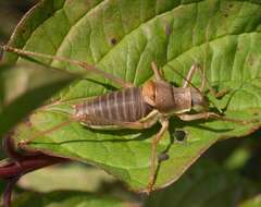 Image of saddle-backed bush-cricket