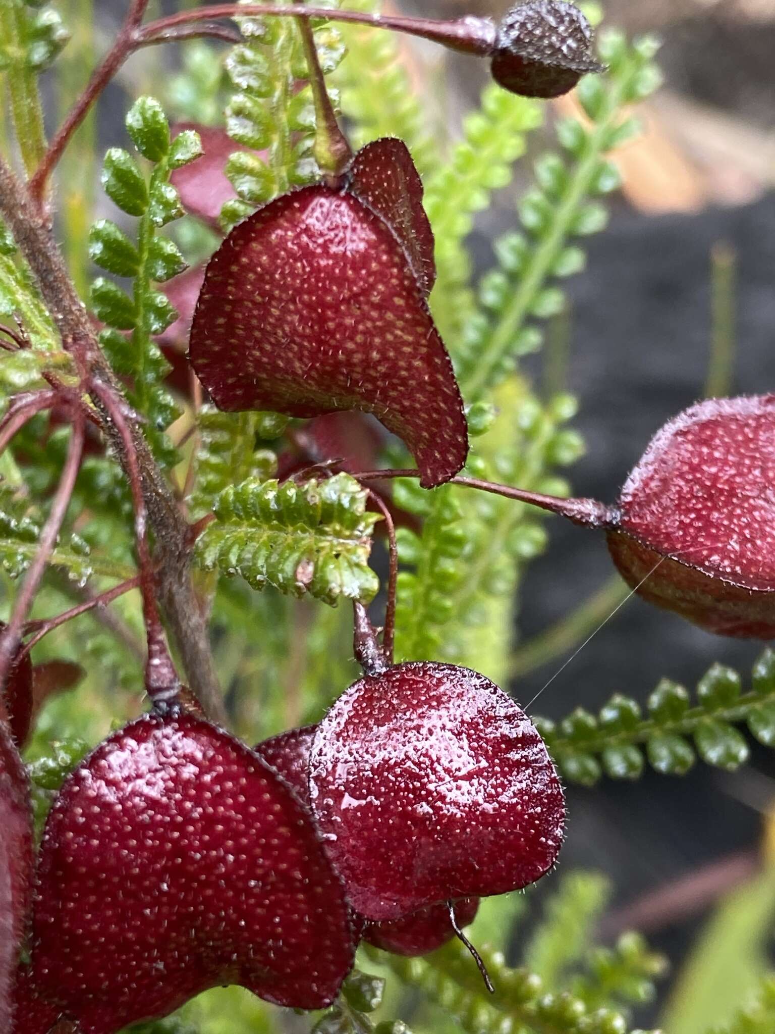 Image of Dodonaea multijuga G. Don