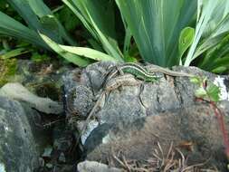 Image of Sand Lizard