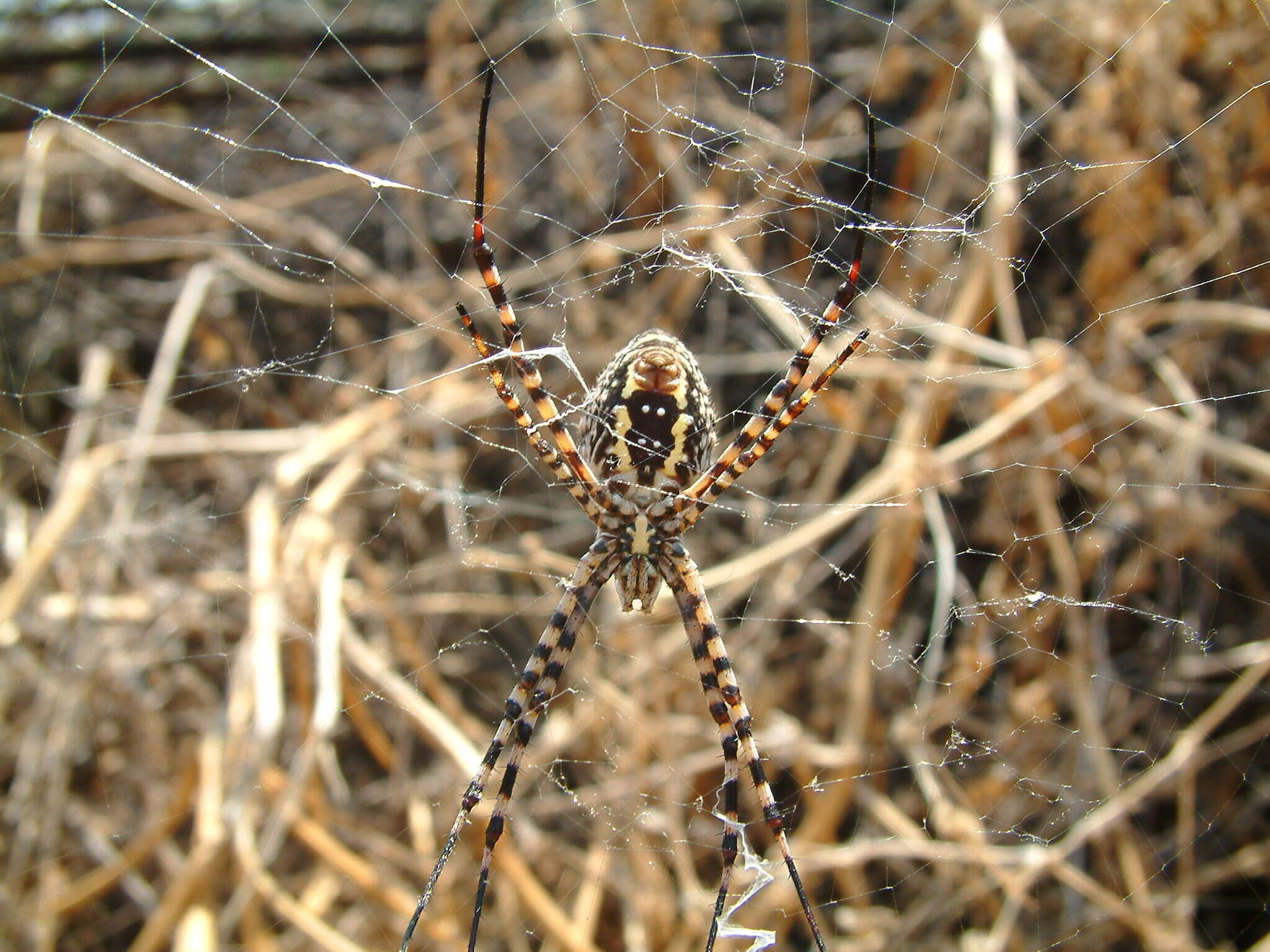 Image of Barbary Spider