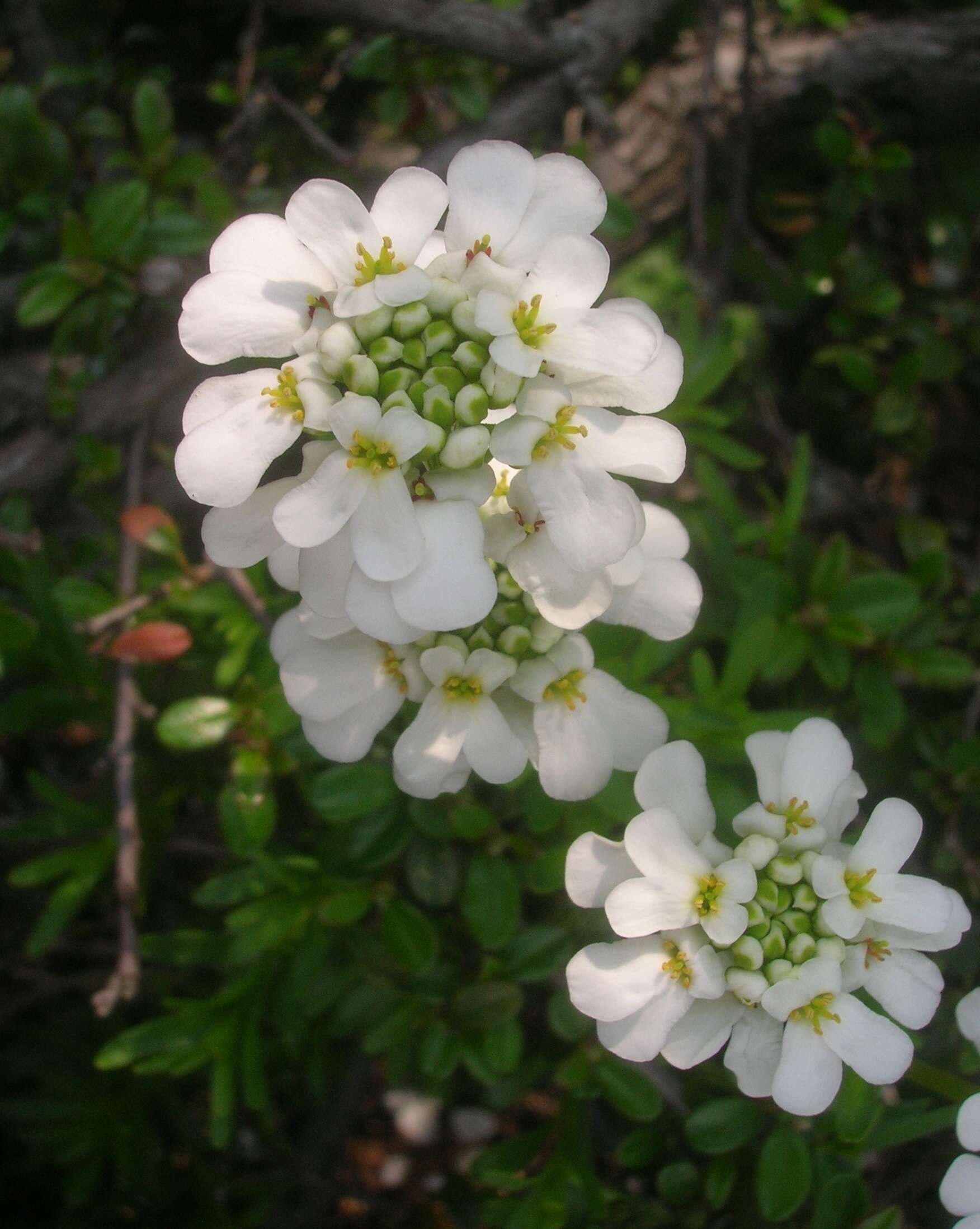 Plancia ëd Iberis sempervirens L.