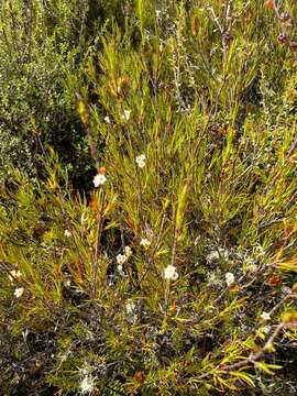 Image of Dracophyllum subulatum Hook. fil.