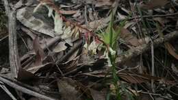 Image of Dracophyllum secundum R. Br.