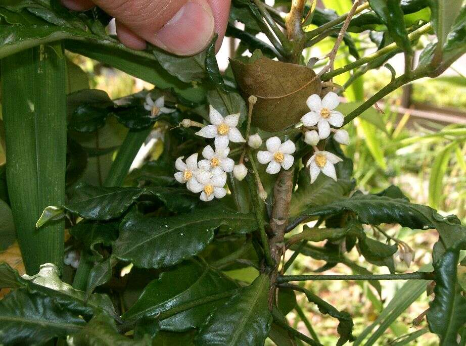 Image of Christmas berry