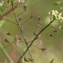 Image of Capsella rubella Reut.
