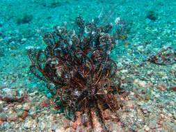 Image of Bottlebrush Feather Star