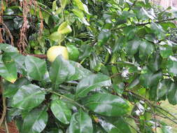 Imagem de Citrus grandis (L.) Osbeck