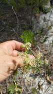 Eryngium aromaticum Baldw. resmi