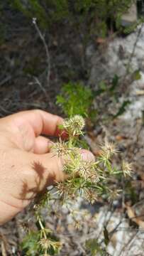 Image of Fragrant Eryngo