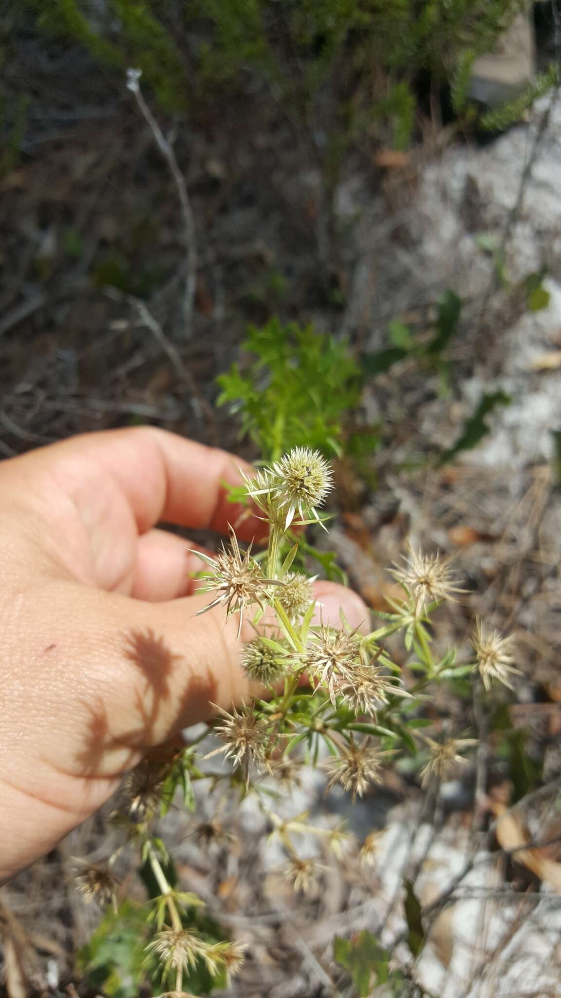 Eryngium aromaticum Baldw. resmi