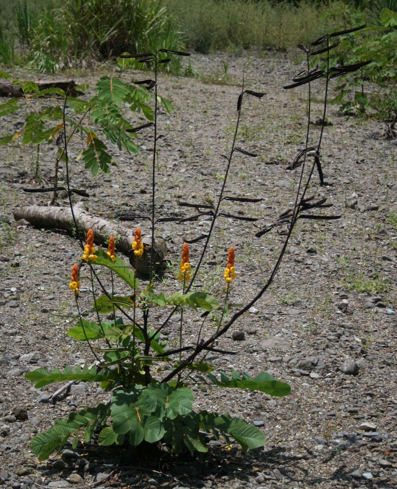 Слика од Senna alata (L.) Roxb.