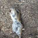 Image of Mountain Pocket Gopher