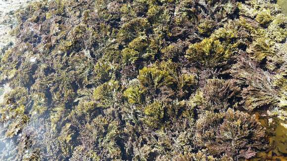 Image of common coral weed