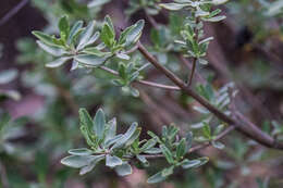 Image of fragrant sage