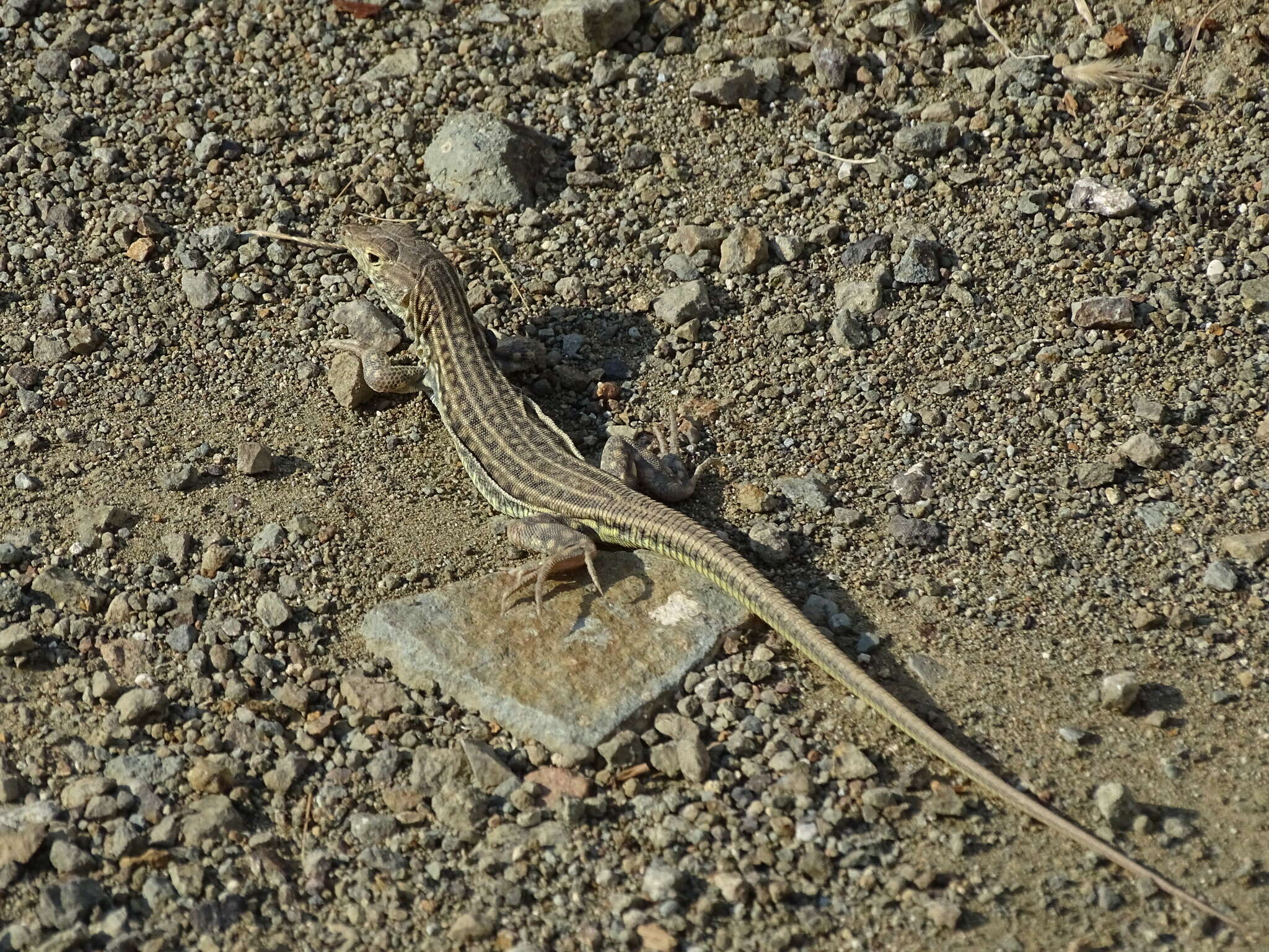 Image of Schreiber's Fringe-fingered Lizard