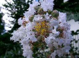 Image of Crape myrtle