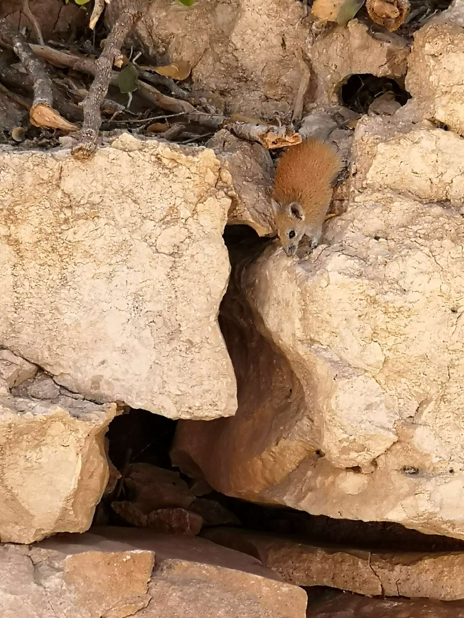 Image of Golden Spiny Mouse