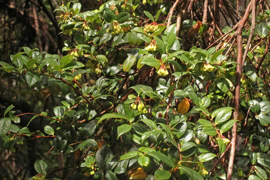 Symphysia poasana (J. D. Sm.) Kloet的圖片