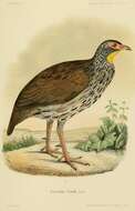 Imagem de Pternistis Wagler 1832