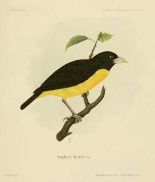 Image of Ploceus Cuvier 1816