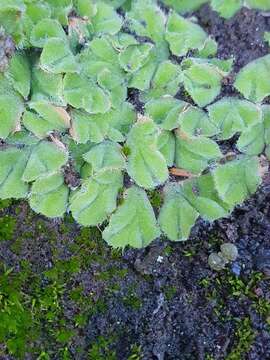 Image of Riccia gougetiana Durieu & Mont.