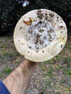 Image of Amanita vernicoccora Bojantchev & R. M. Davis 2011