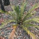 Macrozamia polymorpha D. L. Jones resmi