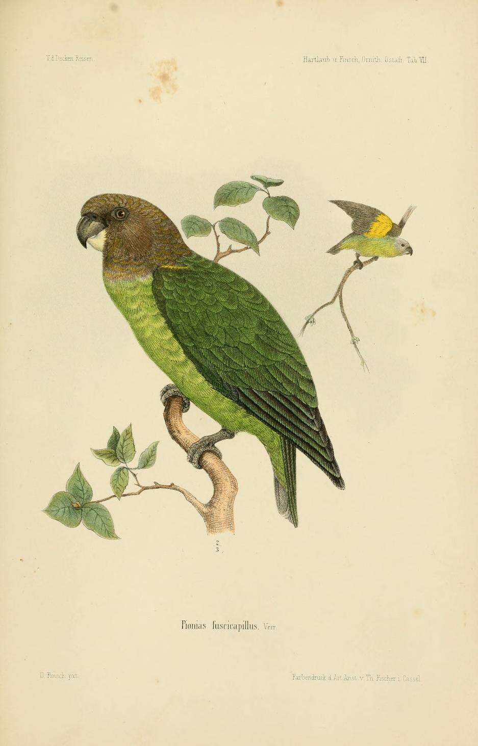 Image of Brown-headed Parrot