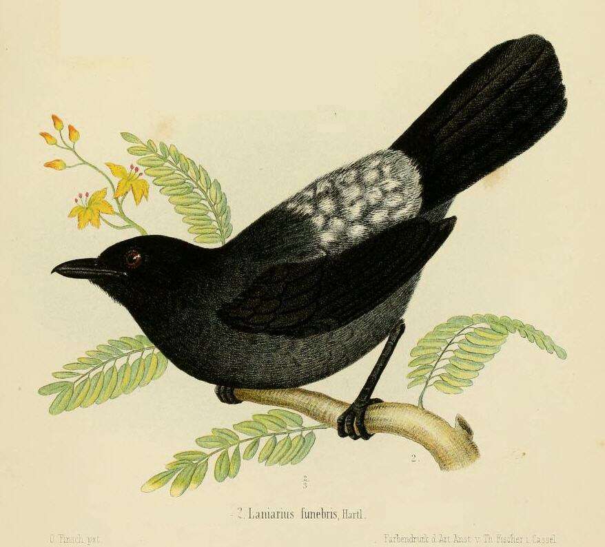 Image of Slate-colored Boubou