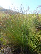 Image of Neesenbeckia punctoria (Vahl) Levyns