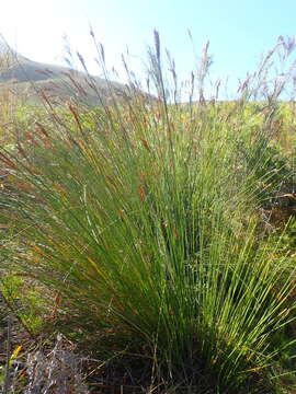 Imagem de Neesenbeckia punctoria (Vahl) Levyns