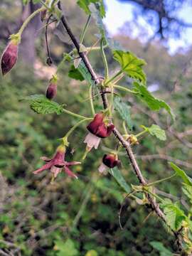 Image of canyon gooseberry