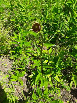 Imagem de Echinacea laevigata (C. L. Boynt. & Beadle) Blake