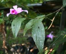 Image of Sobralia decora Bateman