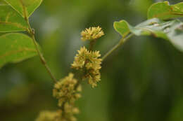 Plancia ëd Protium heptaphyllum subsp. heptaphyllum