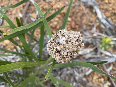 Image of Isopogon sphaerocephalus Lindl.