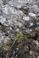 Image of Trisetum subalpestre (Hartm.) Neuman