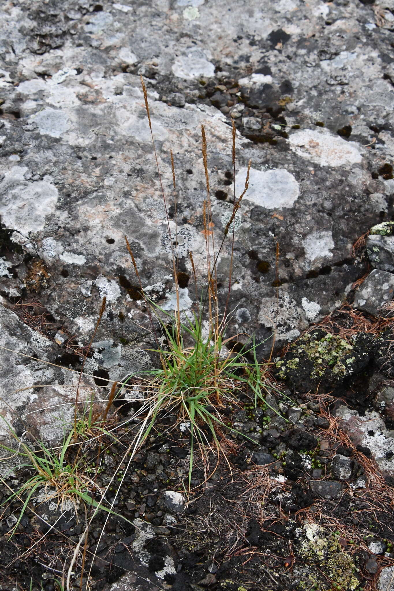 Imagem de Trisetum subalpestre (Hartm.) Neuman