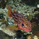 Image of Greenstriped rockfish