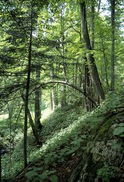 Image of sycamore maple