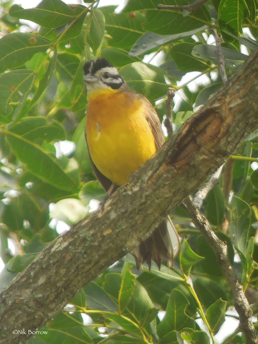 Image of Brown-rumped Bunting